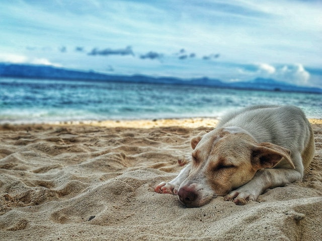 In vacanza con gli amici a quattro zampe alcuni consigli